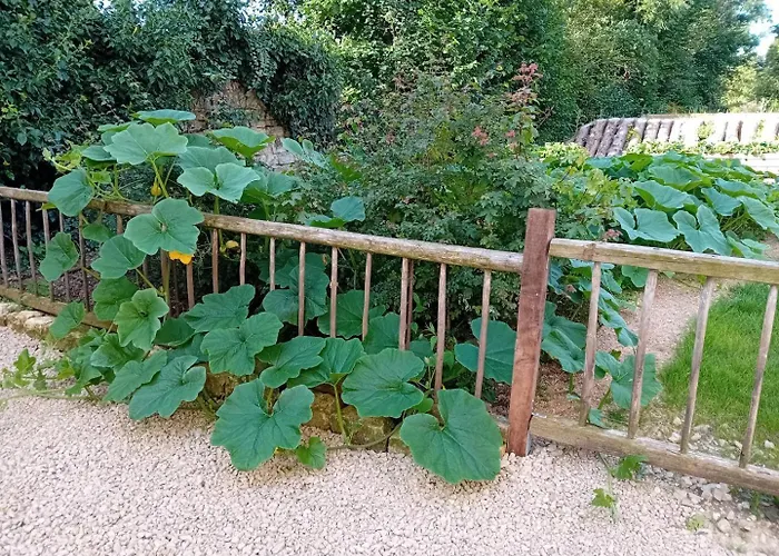 Grain D'orge Et Cornouiller